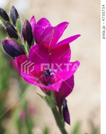 バビアナ 4730734