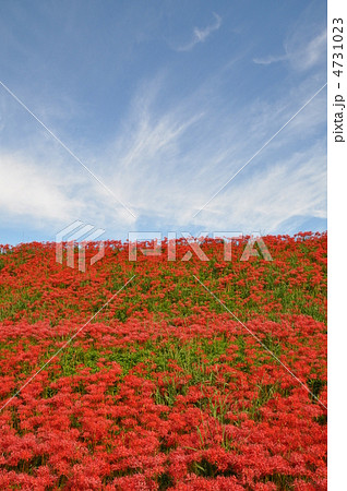 矢勝川沿いの彼岸花 4731023