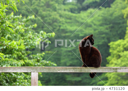 ブラックキャット 4731120