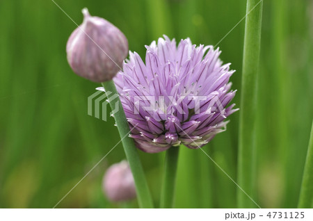 チャイブ 4731125