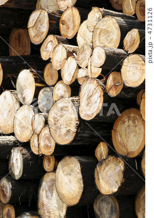 丸太 (材木) 4731126