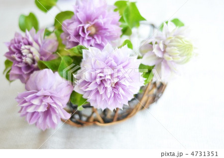 カゴに生けたクレマチス 4731351