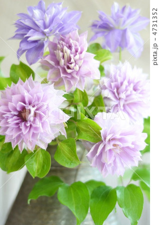 クレマチス 4731352