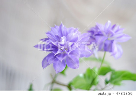 クレマチス　カルセドニー 4731356