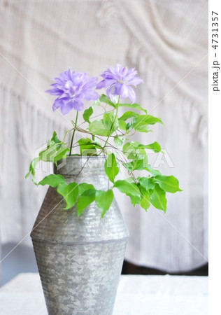 クレマチス　カルセドニー 4731357