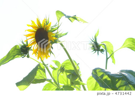 ヒマワリ 4731442