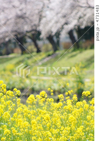 菜の花と桜並木 4731483