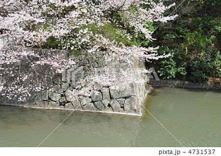 駿府城跡　中堀の桜 4731537