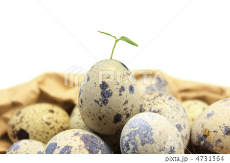 小さな生命 小さな生命 4731564