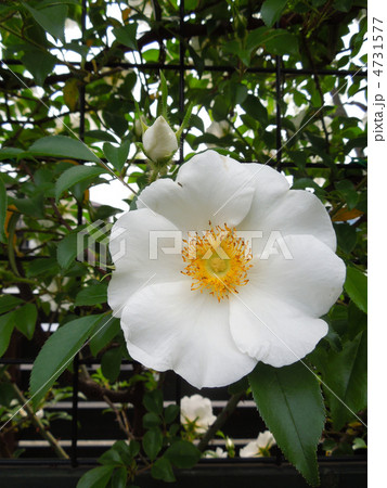 なにわいばら 4731577