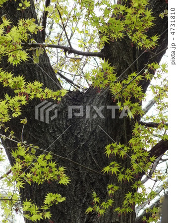 もみじ_2012041602 もみじ_2012041602 4731810