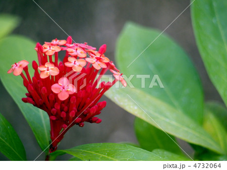 サンタンカ 4732064