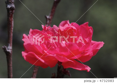 照手紅 照手紅 4732083