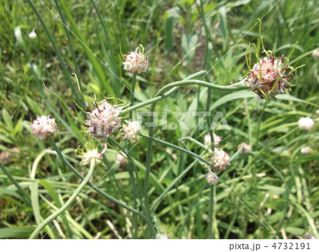 ノビルのむかご 4732191