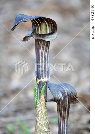 テンナンショウ テンナンショウ 4732246