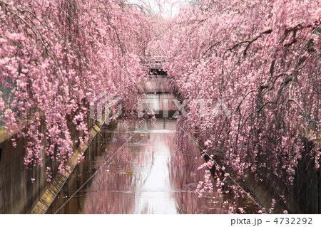 しだれ桜 4732292