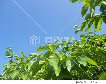 柿の若葉 柿の若葉 4732389