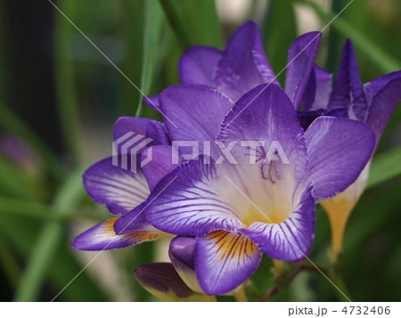 フリージアの花 フリージアの花 4732406