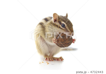 胡桃を食べるシマリス 4732443