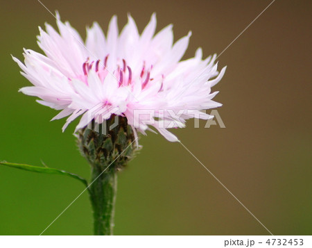 ヤグルマギク（ピンク）：矢車草 4732453