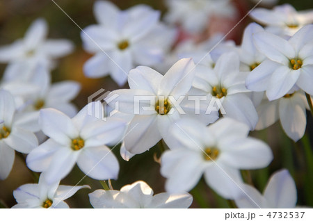 ハナニラ ハナニラ 4732537