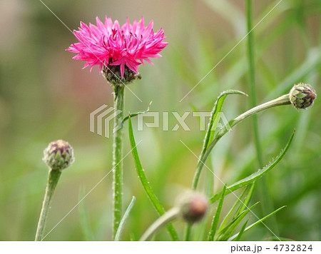 ヤグルマギク（濃ピンク）：矢車草 4732824