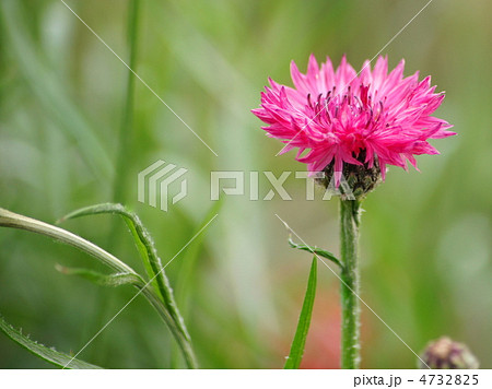 ヤグルマギク（濃ピンク）：矢車草 4732825