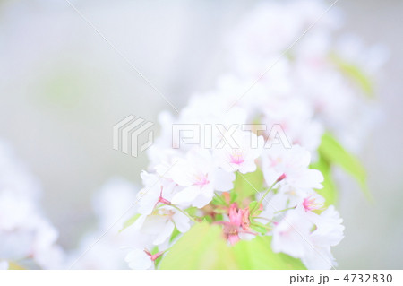 カスミザクラ 4732830