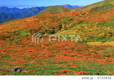 神の絨毯 日本一美しい山岳紅葉で知られる花の百名山、栗駒山(須川岳) 神の絨毯 日本一美しい山岳紅葉で知られる花の百名山、栗駒山(須川岳) 4732858