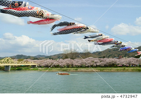 北上展勝地の桜と鯉のぼり 4732947