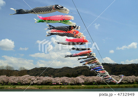 北上展勝地の桜と鯉のぼり 北上展勝地の桜と鯉のぼり 4732949