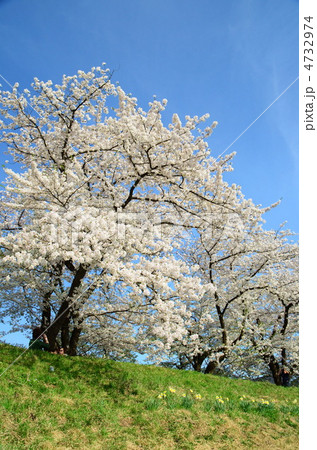 秋田 角館 桧木内川の桜 4732974