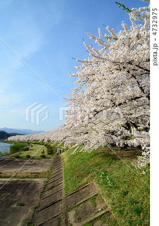 秋田 角館 桧木内川の桜 秋田 角館 桧木内川の桜 4732975