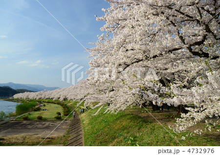 秋田 角館 桧木内川の桜 4732976