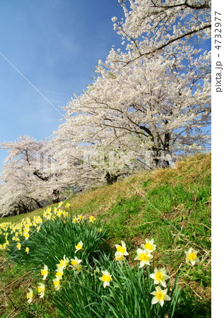 秋田 角館 桧木内川の桜 秋田 角館 桧木内川の桜 4732977