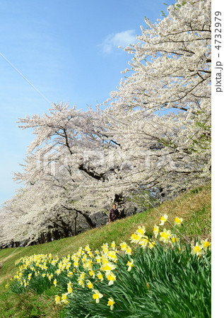 秋田 角館 桧木内川の桜 秋田 角館 桧木内川の桜 4732979
