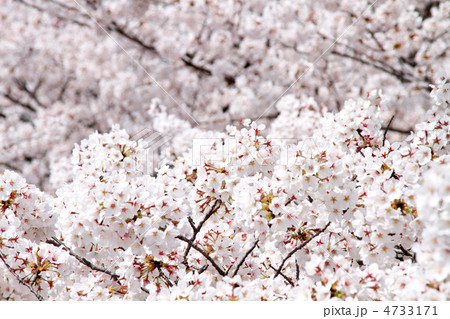 上から見た満開の桜の木の写真素材