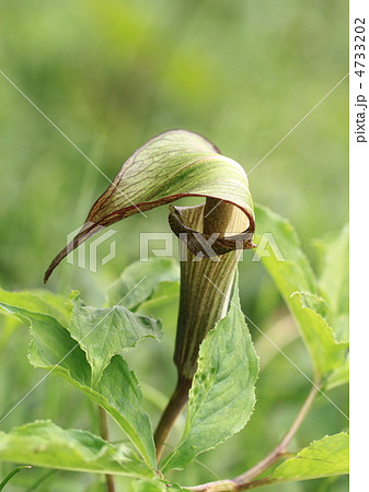 野生の蝮草 4733202