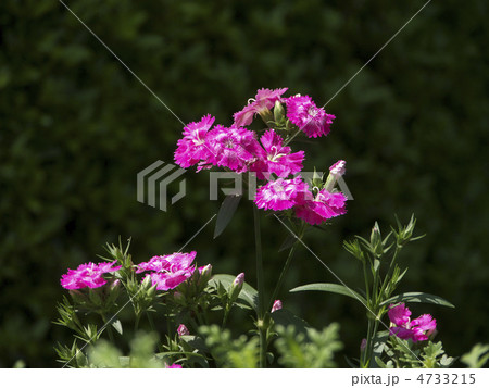 ナデシコ　横 4733215