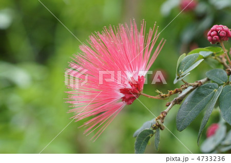 カリアンドラ カリアンドラ 4733236