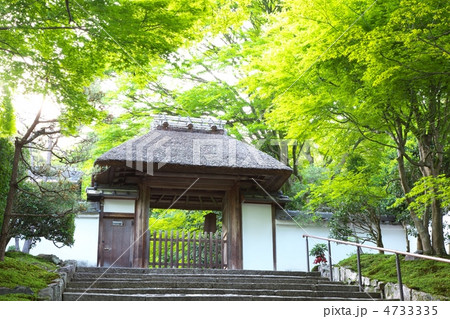 新緑の安楽寺 4733335