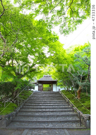新緑の安楽寺 4733336