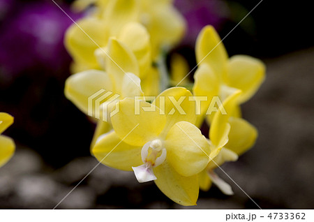 ファレノプシス ファレノプシス 4733362