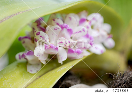 リンコスチリス・ギガンテア 4733363