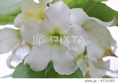 ボーモンティア・グランディフロラ 4733365