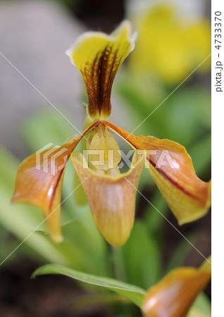 パフィオペディラム・ヴィロッサム パフィオペディラム・ヴィロッサム 4733370