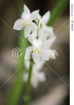 オスモグロッサム・プルケラム 4733392