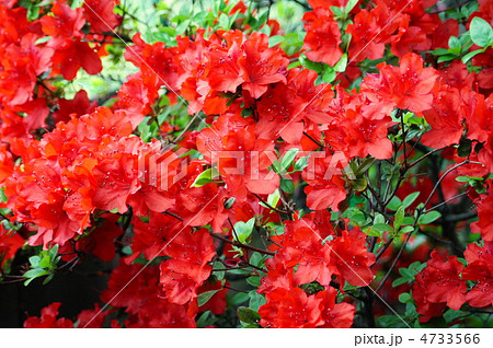 キリシマツツジ 赤 霧島躑躅の写真素材