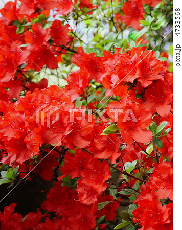キリシマツツジ 赤 霧島躑躅の写真素材