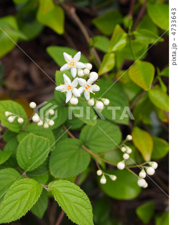 マルバウツギ 4733643